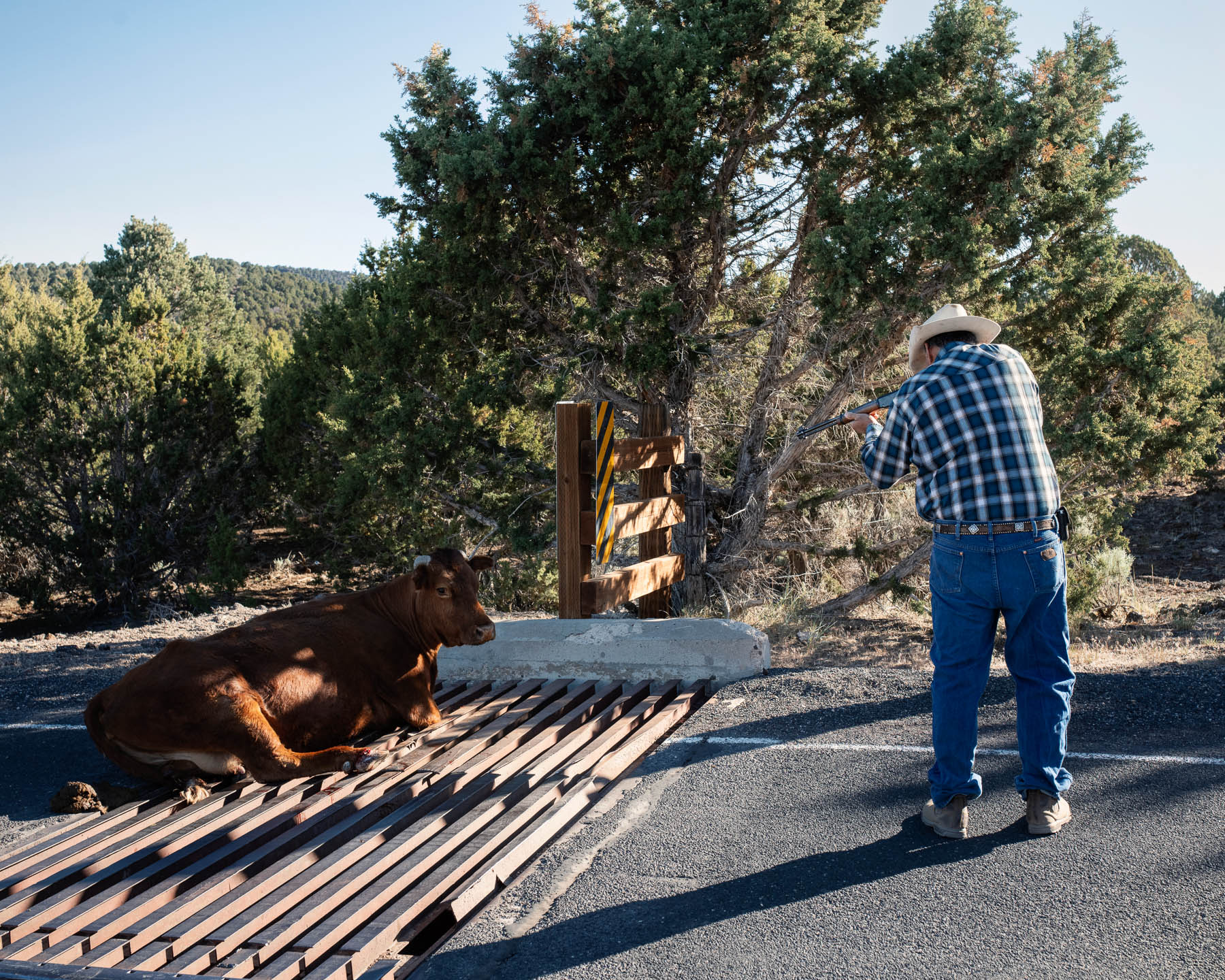 On June 10, days after a rancher who runs approximately 800 head of cattle had moved many of them to higher ground for the summer, as he does annually, a straggler became stuck in a cattle grid. Unable to wrangle it free, the man then shot and removed it with members of his family. A year earlier, this area in Utah's southwest corner was 