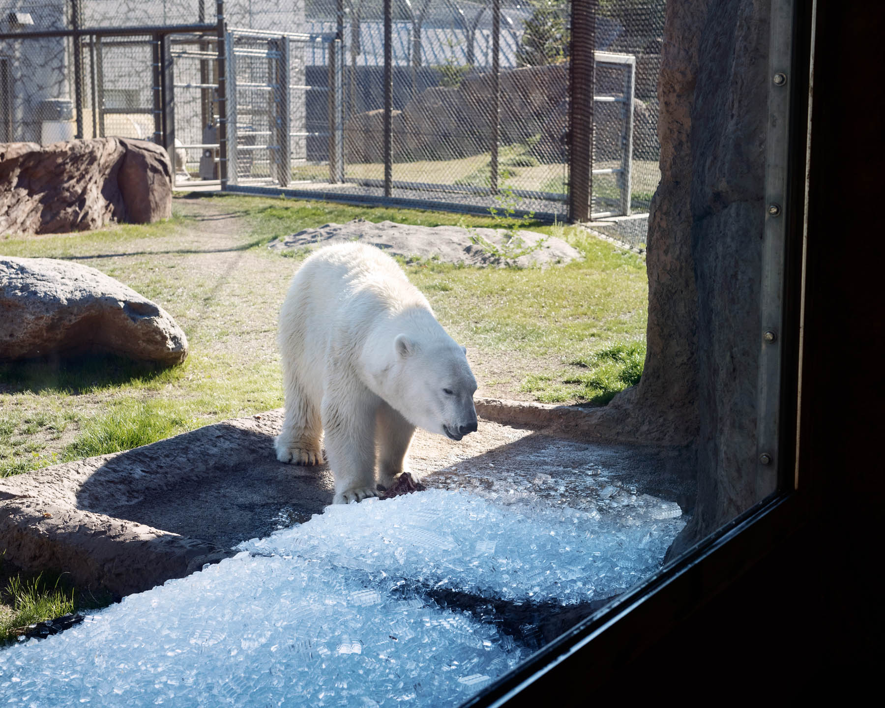 Nora, a polar bear at the Oregon Zoo, during a record heat wave on June 28. The day's high would reach [116°F](https://twitter.com/NWSPortland/status/1409699898639872002). A global team of researchers later found it would have been 